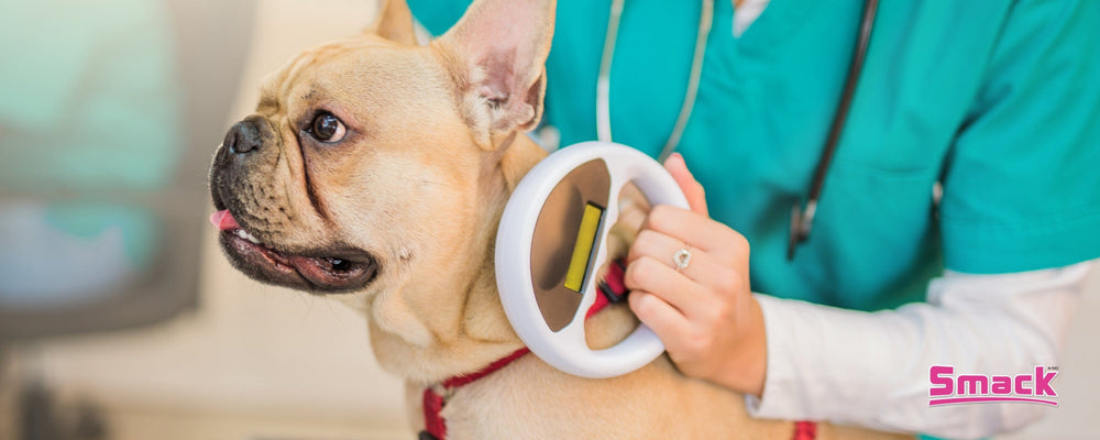 Securing Your Furry Friend: Microchipping Your Pet