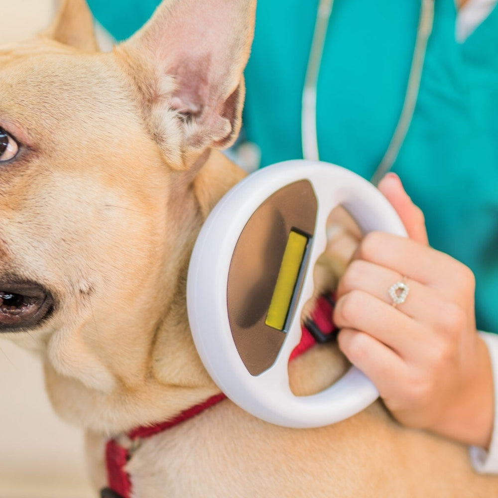 Securing Your Furry Friend: Microchipping Your Pet