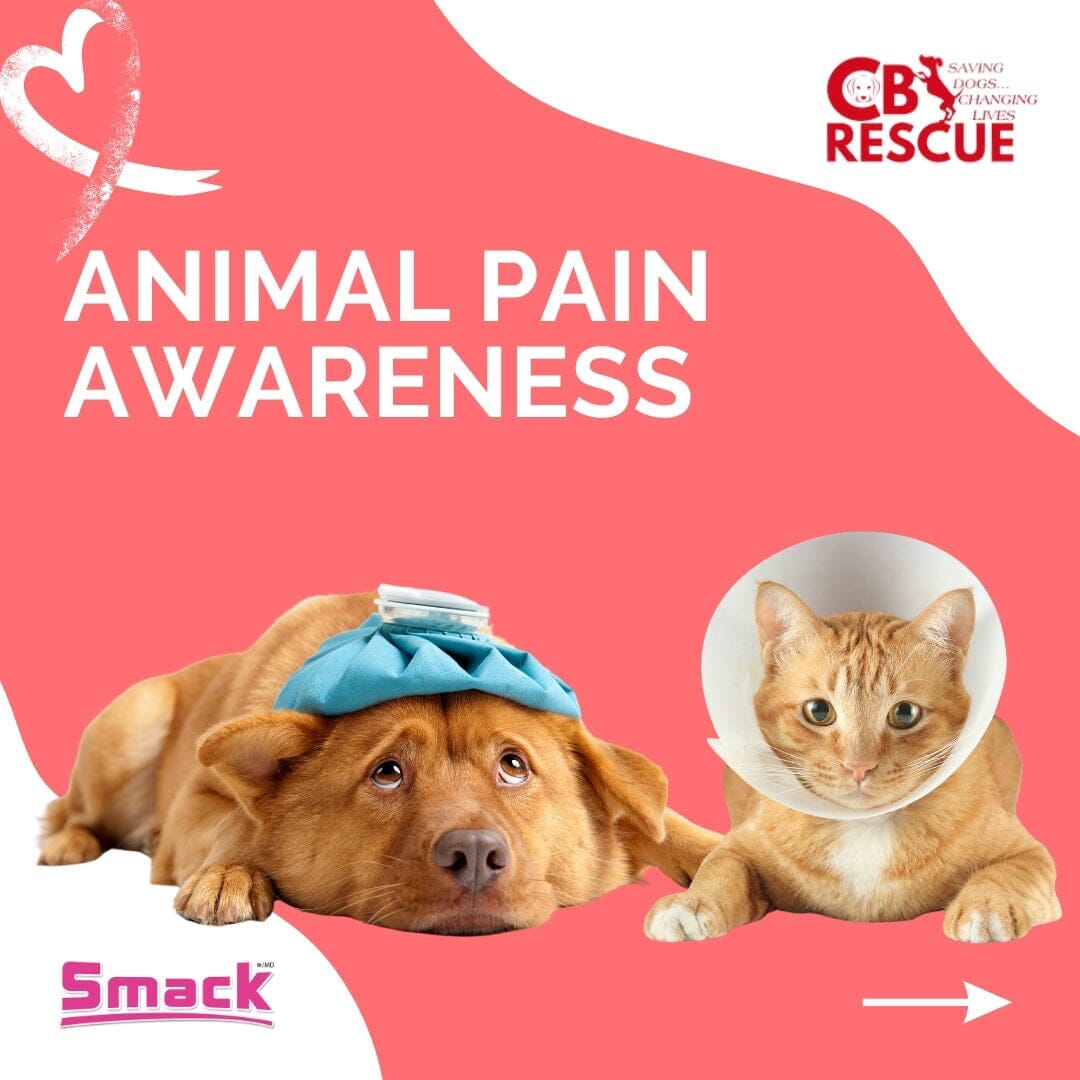 Blog - Animal Pain Awareness