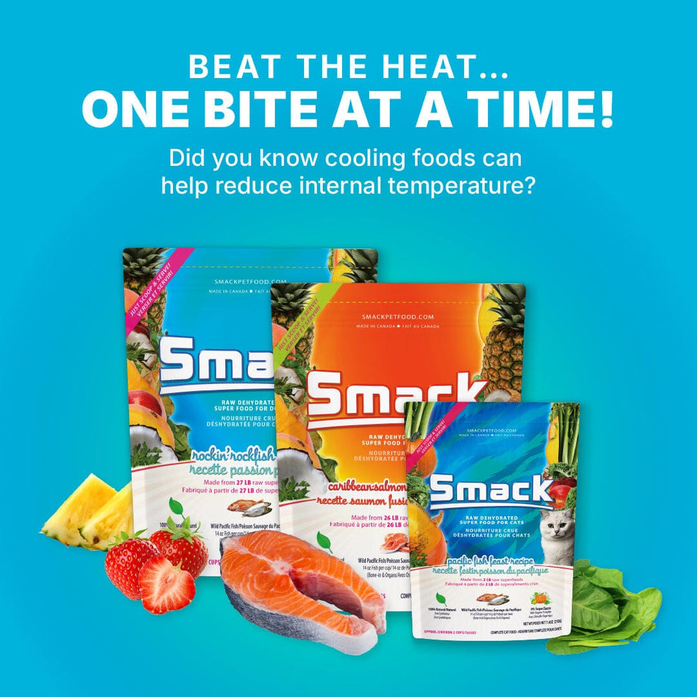 Keep Your Pet Cool with These Summer Superfoods
