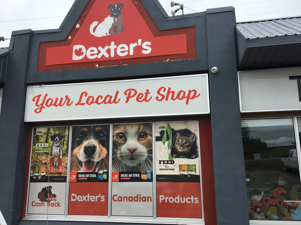 Local Business Spotlight - Dexter's Pet Shop
