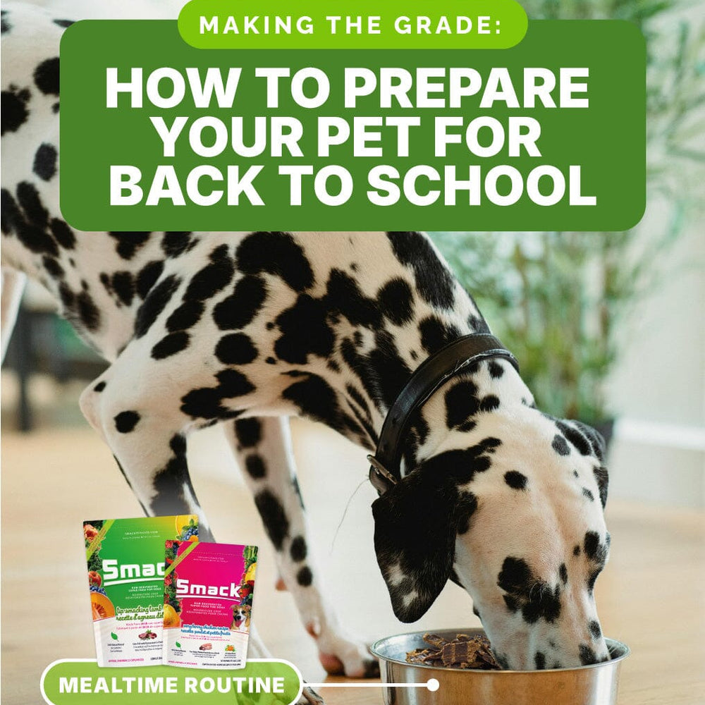 Making the Grade: How to Prepare Your Pet for Back to School