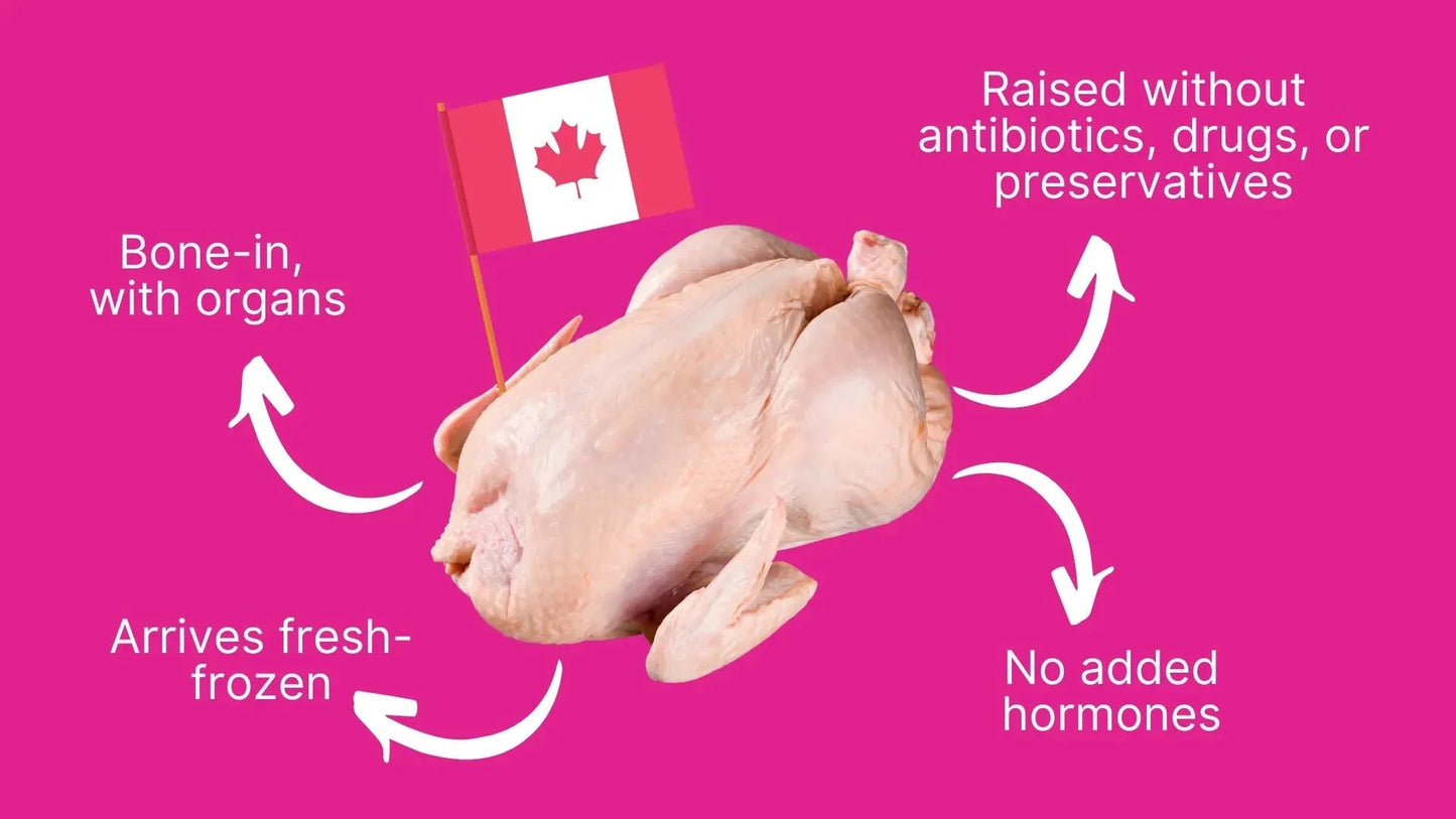Spotlight on Chicken