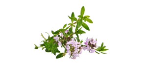 Organic Thyme