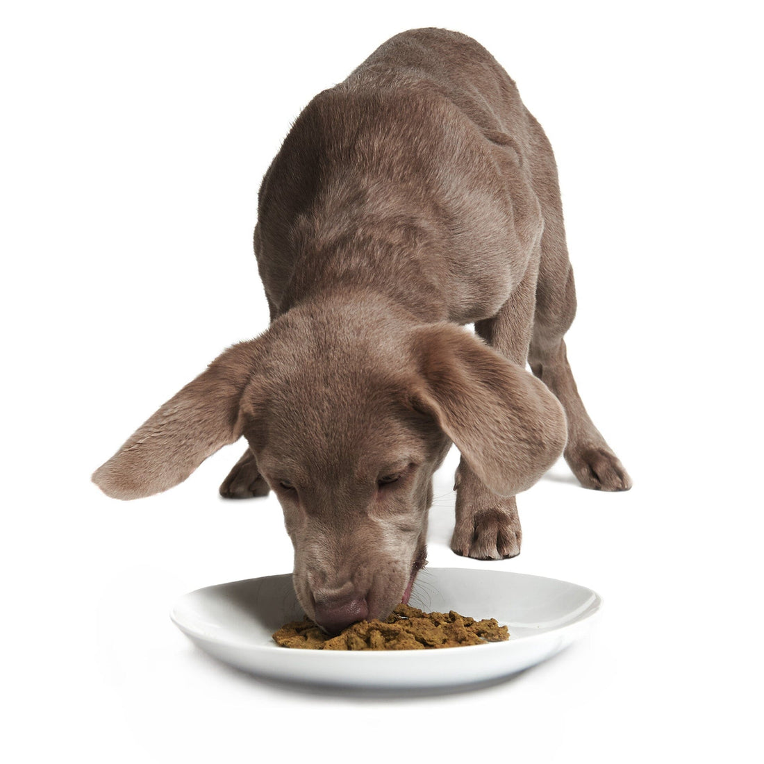 Rockin' Rockfish (DOG) Smack Pet Food